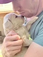 Cortado - Cream Goldendoodle | The Coffee Litter, a male Miniature Goldendoodle for sale in Loveland, CO – 4 of 4