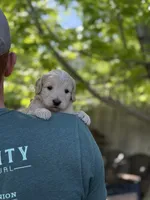 Affogato - Cream Goldendoodle | The Coffee Litter, a male Miniature Goldendoodle for sale in Loveland, CO – 2 of 4