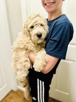 Cortado - English Cream Goldendoodle | The Coffee Litter, a male Miniature Goldendoodle for sale in Loveland, CO – 1 of 4