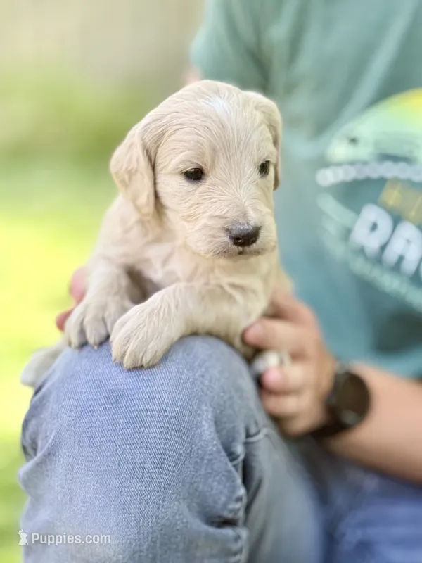 Cappuccino - English Cream Goldendoodle | The Coffee Litter – Miniature Goldendoodle puppy for sale in Loveland, CO