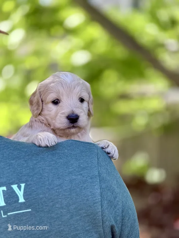 Affogato - Cream Goldendoodle | The Coffee Litter – Miniature Goldendoodle puppy for sale in Loveland, CO