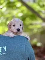 Affogato - Cream Goldendoodle | The Coffee Litter, a male Miniature Goldendoodle for sale in Loveland, CO – 1 of 4