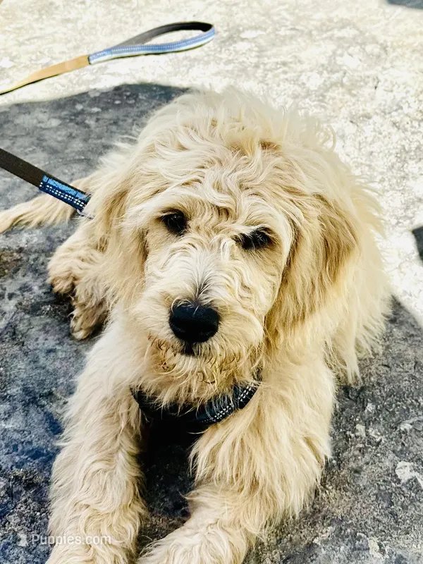 Affogato - English Cream Goldendoodle | The Coffee Litter – Miniature Goldendoodle puppy for sale in Loveland, CO