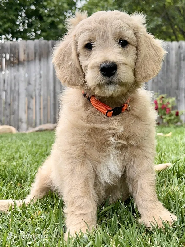 Cortado - English Cream Goldendoodle | The Coffee Litter – Miniature Goldendoodle puppy for sale in Loveland, CO