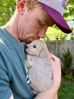 Cortado - Cream Goldendoodle | The Coffee Litter, a male Miniature Goldendoodle for sale in Loveland, CO – 3 of 4