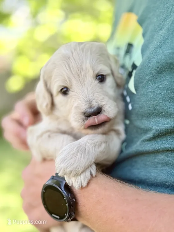 Latte - Cream Goldendoodle | The Coffee Litter – Miniature Goldendoodle puppy for sale in Loveland, CO