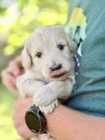 Latte - Cream Goldendoodle | The Coffee Litter, a female Miniature Goldendoodle for sale in Loveland, CO – 1 of 3