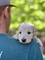 Affogato - Cream Goldendoodle | The Coffee Litter, a male Miniature Goldendoodle for sale in Loveland, CO – 3 of 4
