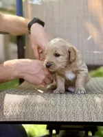 Breve - Golden Cream Goldendoodle | The Coffee Litter, a male Miniature Goldendoodle for sale in Loveland, CO – 2 of 4