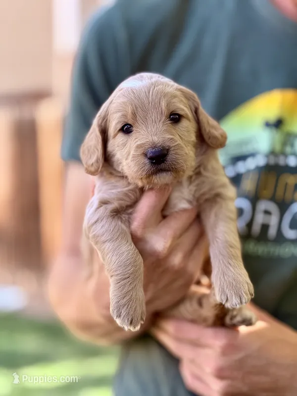 Breve - Golden Cream Goldendoodle | The Coffee Litter – Miniature Goldendoodle puppy for sale in Loveland, CO