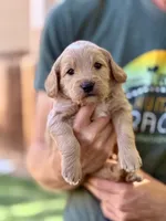 Breve - Golden Cream Goldendoodle | The Coffee Litter, a male Miniature Goldendoodle for sale in Loveland, CO – 1 of 4