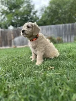 Cortado - English Cream Goldendoodle | The Coffee Litter, a male Miniature Goldendoodle for sale in Loveland, CO – 3 of 3