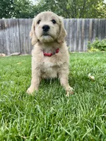Affogato - English Cream Goldendoodle | The Coffee Litter, a male Miniature Goldendoodle for sale in Loveland, CO – 3 of 6