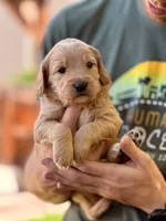 Breve - Golden Cream Goldendoodle | The Coffee Litter, a male Miniature Goldendoodle for sale in Loveland, CO – 3 of 4