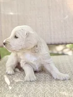 Cappuccino - Cream Goldendoodle | The Coffee Litter, a male Miniature Goldendoodle for sale in Loveland, CO – 3 of 3