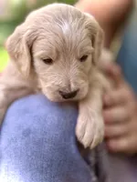 Cappuccino - English Cream Goldendoodle | The Coffee Litter, a male Miniature Goldendoodle for sale in Loveland, CO – 5 of 5