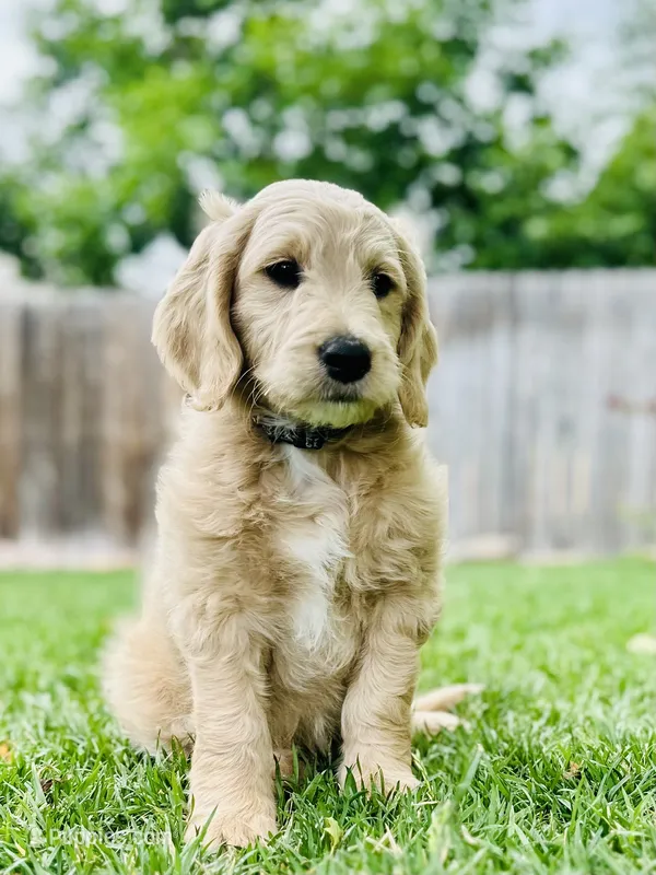 Cappuccino - English Cream Goldendoodle | The Coffee Litter – Miniature Goldendoodle puppy for sale in Loveland, CO