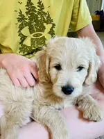 Affogato - English Cream Goldendoodle | The Coffee Litter, a male Miniature Goldendoodle for sale in Loveland, CO – 6 of 6