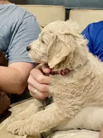 Affogato - English Cream Goldendoodle | The Coffee Litter, a male Miniature Goldendoodle for sale in Loveland, CO – 4 of 6