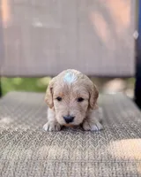 Biscotti - Golden Cream Goldendoodle | The Coffee Litter, a male Miniature Goldendoodle for sale in Loveland, CO – 3 of 3
