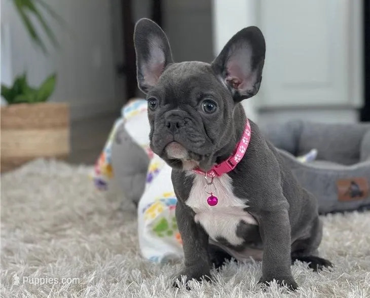 French Bulldog – French Bulldog puppy for sale in San Diego, CA