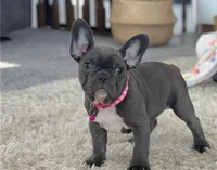French Bulldog, a male French Bulldog for sale in Van Nuys, CA – Photo 2 of 5