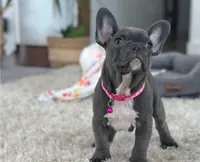 French Bulldog, a male French Bulldog for sale in Van Nuys, CA – Photo 1 of 5