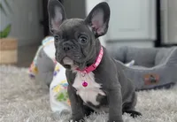 French Bulldog, a male French Bulldog for sale in Van Nuys, CA – Photo 3 of 5