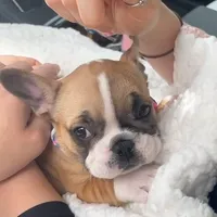 Jacob, a male French Bulldog for sale in San Diego, CA – Photo 4 of 6