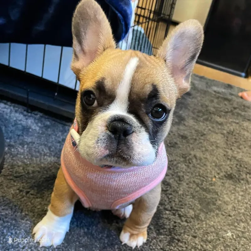 Jacob – French Bulldog puppy for sale in San Diego, CA