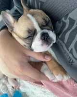 Jacob, a male French Bulldog for sale in San Diego, CA – Photo 6 of 6