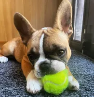 Jacob, a male French Bulldog for sale in San Diego, CA – Photo 2 of 6