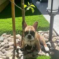 Jacob, a male French Bulldog for sale in San Diego, CA – Photo 5 of 6