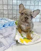 Nina, a female French Bulldog for sale in San Diego, CA – Photo 3 of 4