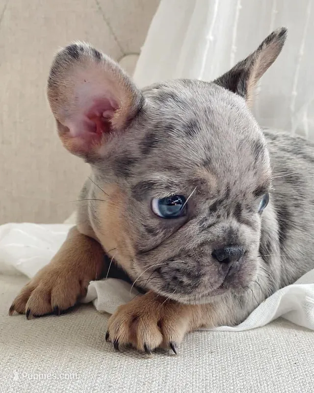 Nina – French Bulldog puppy for sale in San Diego, CA