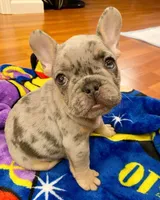 Nina, a female French Bulldog for sale in San Diego, CA – Photo 4 of 4