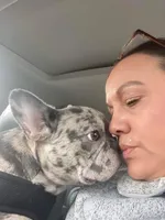 Nina, a female French Bulldog for sale in San Diego, CA – Photo 2 of 4