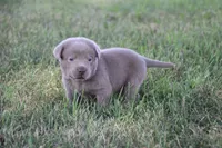 Silver Boy, a male Labrador Retriever for sale in Lake City, MN – 6 of 9