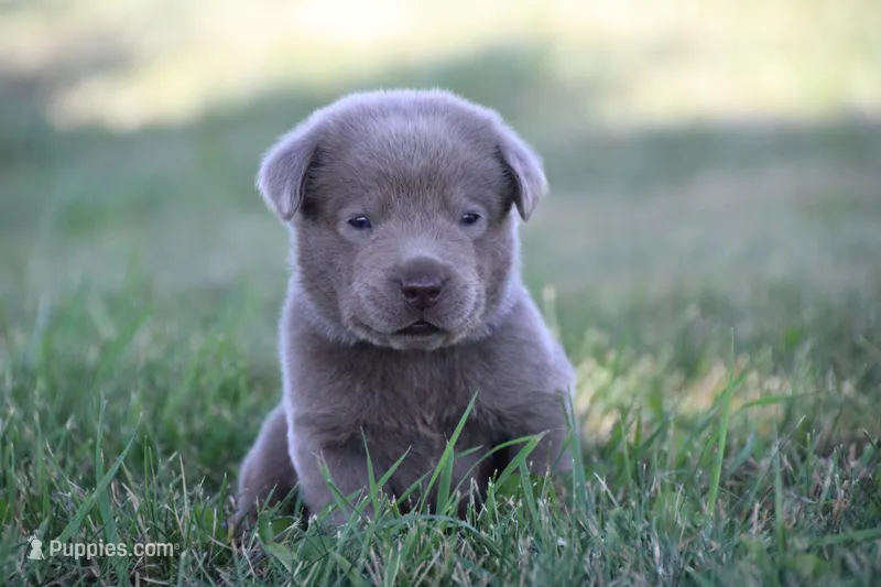 Silver Boy – Labrador Retriever puppy for sale in Lake City, MN
