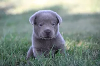 Silver Boy, a male Labrador Retriever for sale in Lake City, MN – 1 of 9