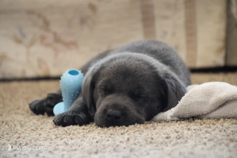 Miss Charcoal – Labrador Retriever puppy for sale in Lake City, MN