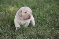 Miss Pink Collar, a female Labrador Retriever for sale in Lake City, MN – 3 of 10