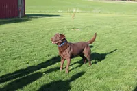 Miss Pink Collar, a female Labrador Retriever for sale in Lake City, MN – 9 of 10