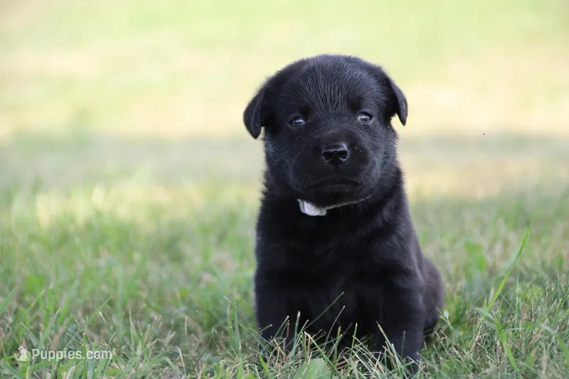 Miss Gray Collar – Labrador Retriever puppy for sale in Lake City, MN
