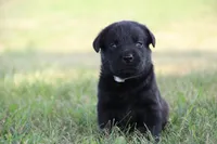 Miss Gray Collar, a female Labrador Retriever for sale in Lake City, MN – 1 of 8
