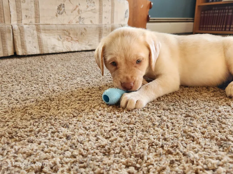 Miss Teal Collar – Labrador Retriever puppy for sale in Lake City, MN