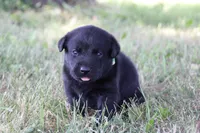 Mr. Green Collar, a male Labrador Retriever for sale in Lake City, MN – 3 of 8