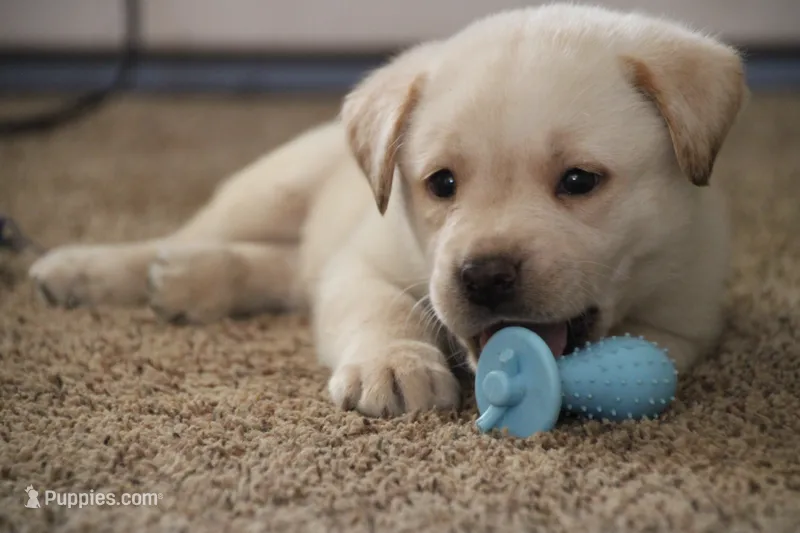 Mr. Black Collar – Labrador Retriever puppy for sale in Lake City, MN