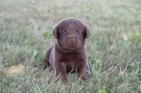 Mr. Brown Collar, a male Labrador Retriever for sale in Lake City, MN – 4 of 9