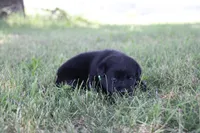 Mr. Green Collar, a male Labrador Retriever for sale in Lake City, MN – 5 of 8